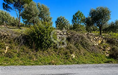 Aydın Bozdoğan Asfalt Yola Cepheli 1.667 m² Fırsat Tarla