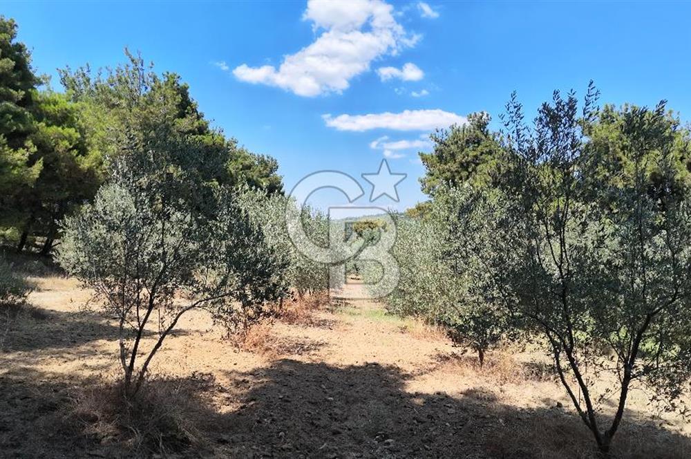 Çanakkale Eceabat Yalova Köyü'nde Satılık 13.917 m² Zeytinlik | 500 Zeytin Ağacı | Yol Kenarı