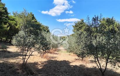 Çanakkale Eceabat Yalova Köyü'nde Satılık 13.917 m² Zeytinlik | 500 Zeytin Ağacı | Yol Kenarı