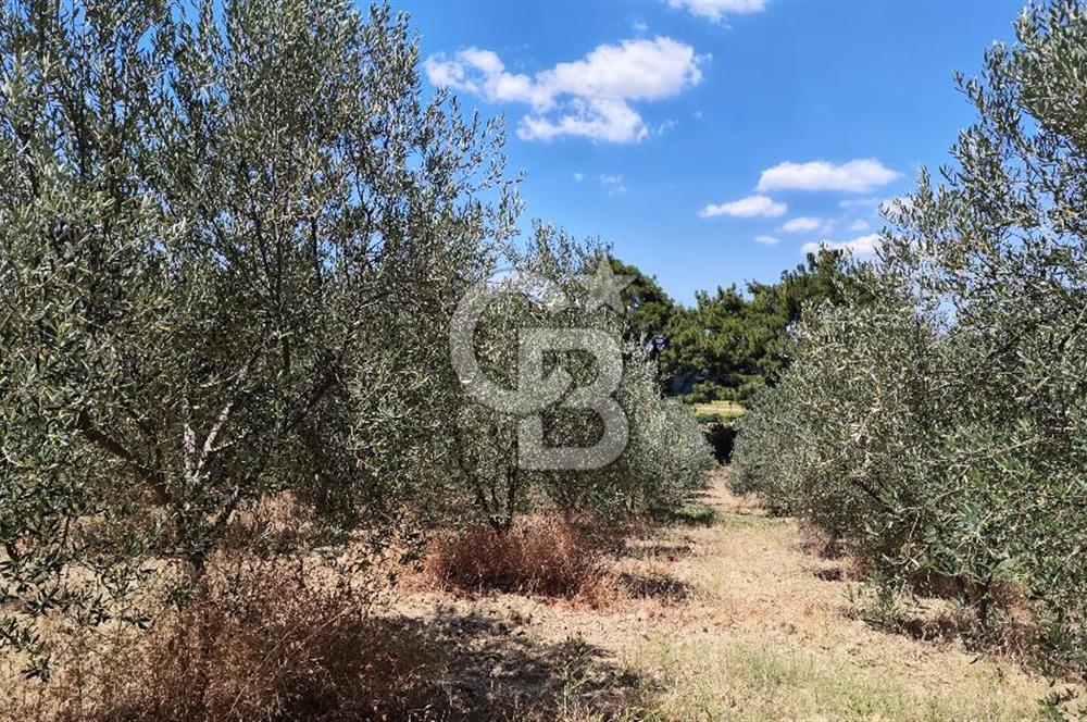 Çanakkale Eceabat Yalova Köyü'nde Satılık 13.917 m² Zeytinlik | 500 Zeytin Ağacı | Yol Kenarı