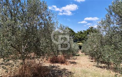 Çanakkale Eceabat Yalova Köyü'nde Satılık 13.917 m² Zeytinlik | 500 Zeytin Ağacı | Yol Kenarı