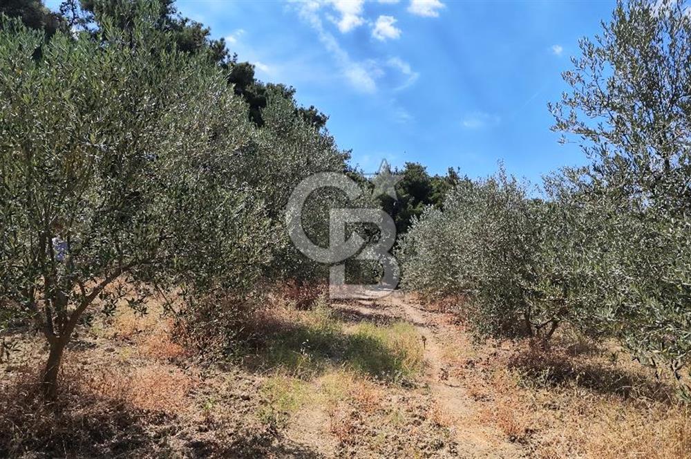 Çanakkale Eceabat Yalova Köyü'nde Satılık 13.917 m² Zeytinlik | 500 Zeytin Ağacı | Yol Kenarı