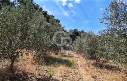 Çanakkale Eceabat Yalova Köyü'nde Satılık 13.917 m² Zeytinlik | 500 Zeytin Ağacı | Yol Kenarı