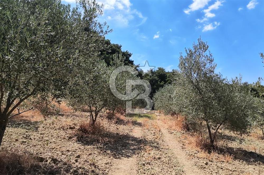 Çanakkale Eceabat Yalova Köyü'nde Satılık 13.917 m² Zeytinlik | 500 Zeytin Ağacı | Yol Kenarı