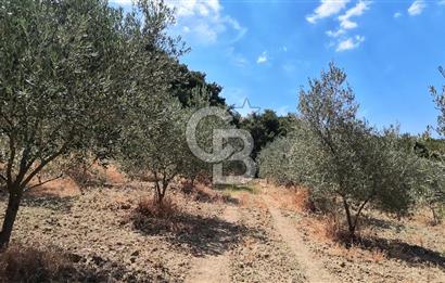 Çanakkale Eceabat Yalova Köyü'nde Satılık 13.917 m² Zeytinlik | 500 Zeytin Ağacı | Yol Kenarı
