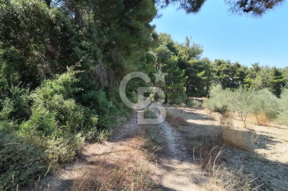Çanakkale Eceabat Yalova Köyü'nde Satılık 13.917 m² Zeytinlik | 500 Zeytin Ağacı | Yol Kenarı