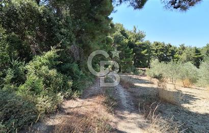 Çanakkale Eceabat Yalova Köyü'nde Satılık 13.917 m² Zeytinlik | 500 Zeytin Ağacı | Yol Kenarı