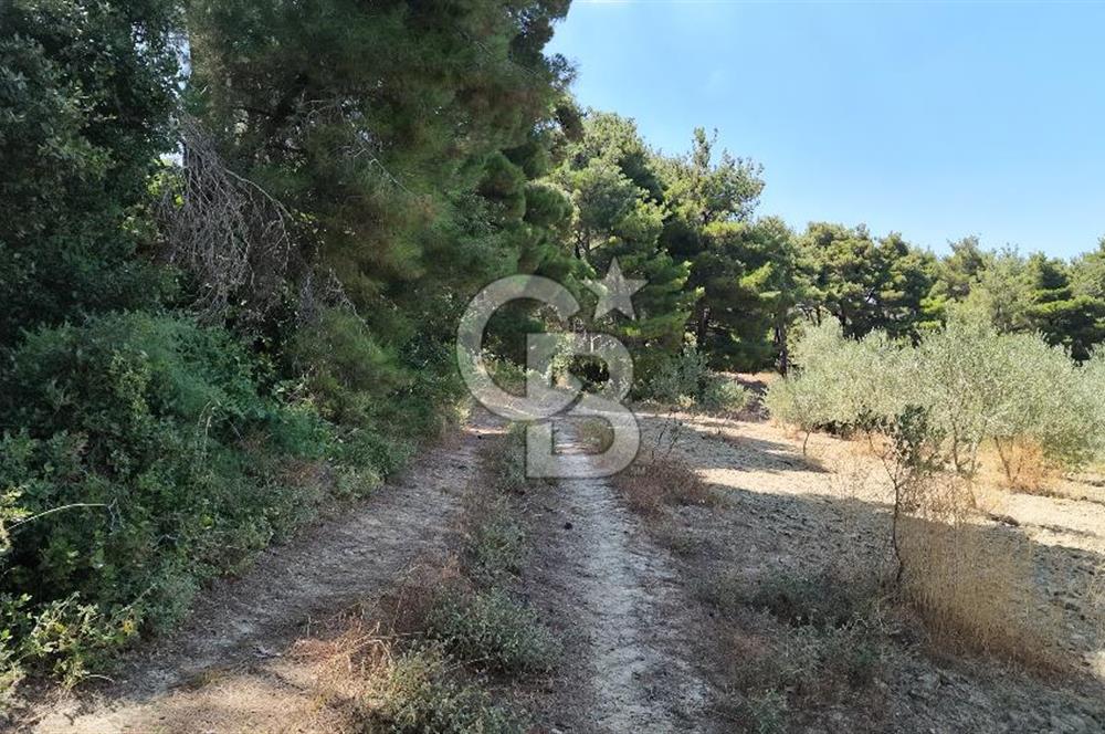 Çanakkale Eceabat Yalova Köyü'nde Satılık 13.917 m² Zeytinlik | 500 Zeytin Ağacı | Yol Kenarı