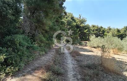 Çanakkale Eceabat Yalova Köyü'nde Satılık 13.917 m² Zeytinlik | 500 Zeytin Ağacı | Yol Kenarı