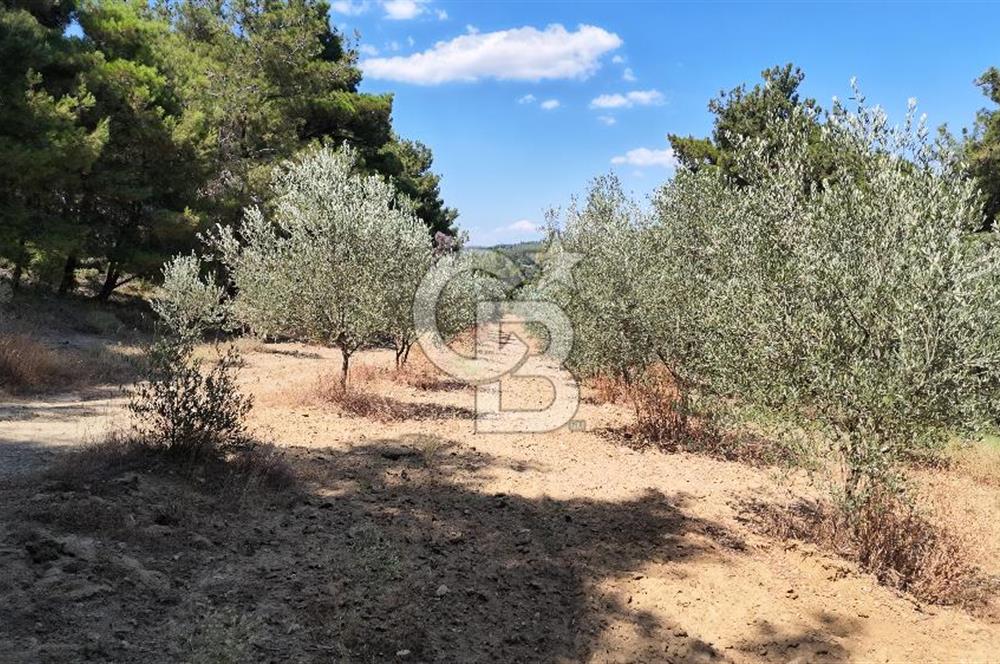 Çanakkale Eceabat Yalova Köyü'nde Satılık 13.917 m² Zeytinlik | 500 Zeytin Ağacı | Yol Kenarı