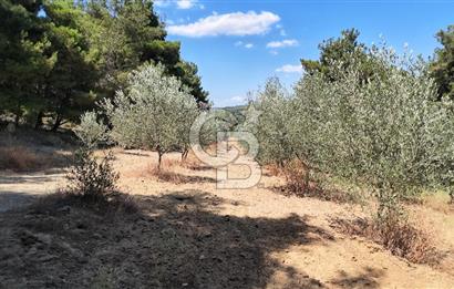 Çanakkale Eceabat Yalova Köyü'nde Satılık 13.917 m² Zeytinlik | 500 Zeytin Ağacı | Yol Kenarı