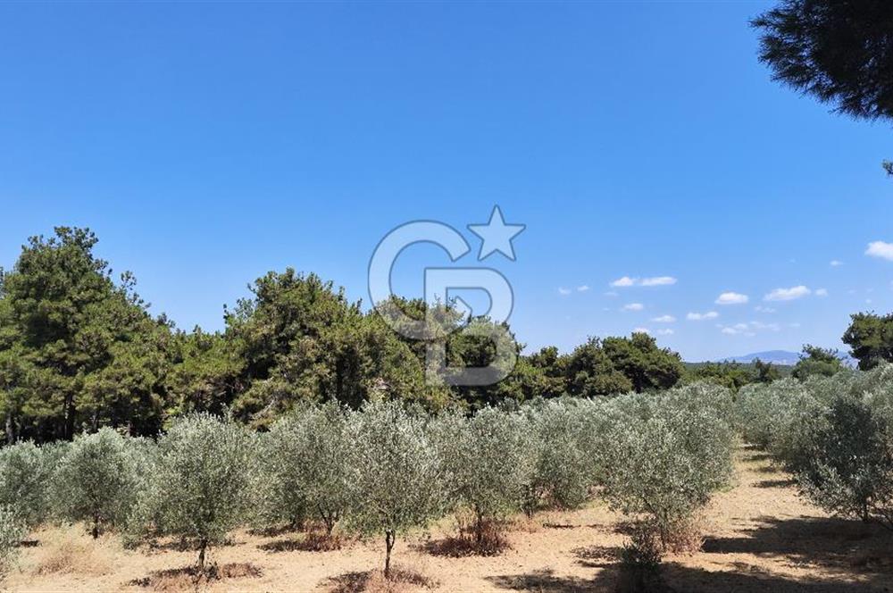 Çanakkale Eceabat Yalova Köyü'nde Satılık 13.917 m² Zeytinlik | 500 Zeytin Ağacı | Yol Kenarı
