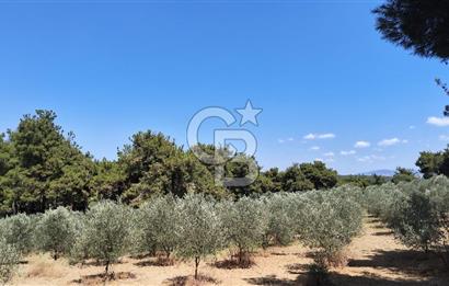 Çanakkale Eceabat Yalova Köyü'nde Satılık 13.917 m² Zeytinlik | 500 Zeytin Ağacı | Yol Kenarı