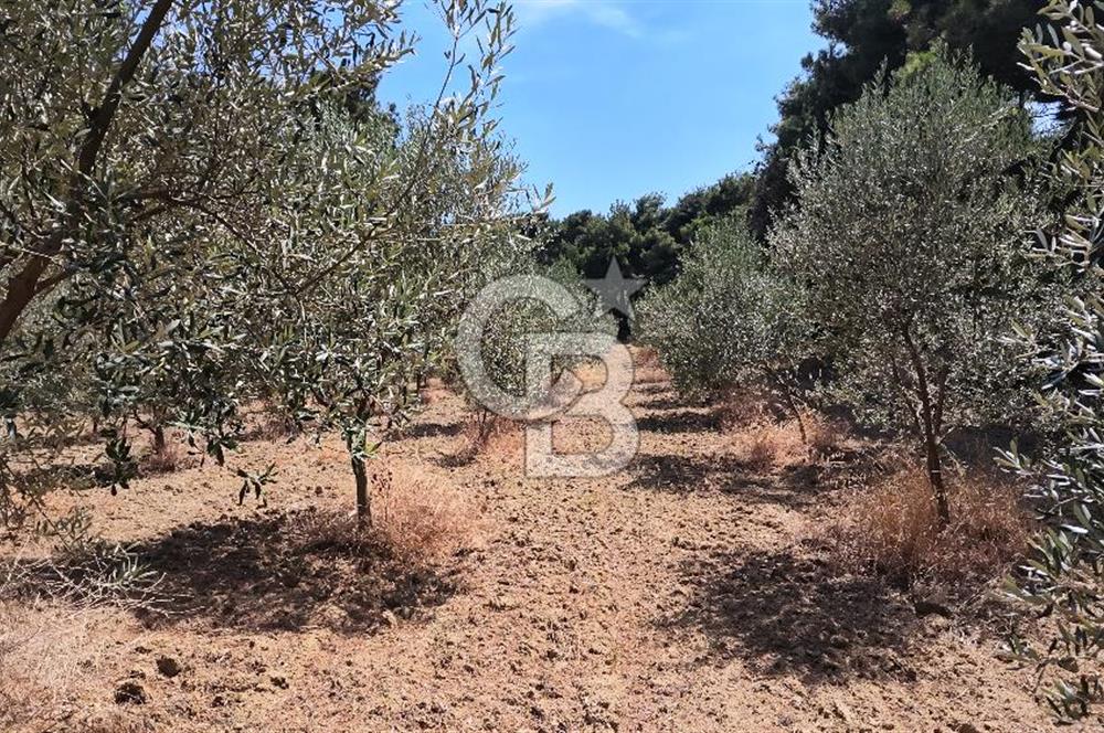 Çanakkale Eceabat Yalova Köyü'nde Satılık 13.917 m² Zeytinlik | 500 Zeytin Ağacı | Yol Kenarı