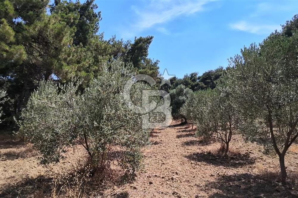 Çanakkale Eceabat Yalova Köyü'nde Satılık 13.917 m² Zeytinlik | 500 Zeytin Ağacı | Yol Kenarı