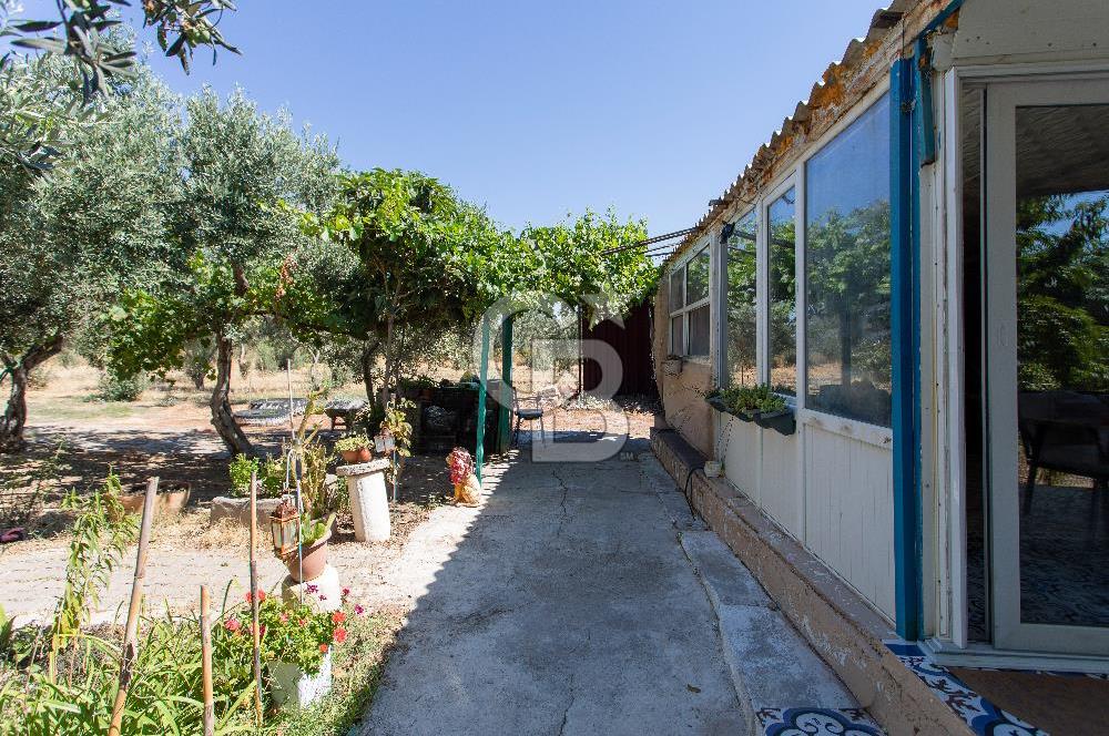 Foça Yenibağarası'nda Anayol Cepheli Satılık Tarla