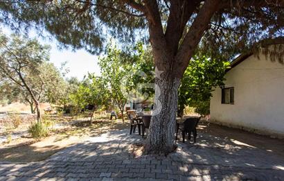 Foça Yenibağarası'nda Anayol Cepheli Satılık Tarla