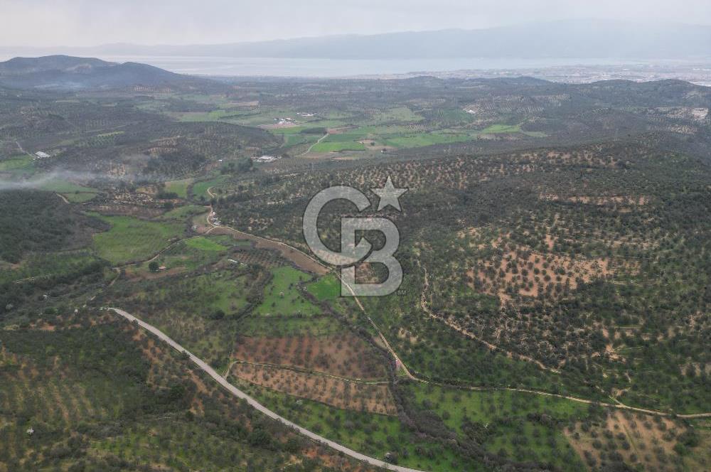 Balıkesir  Hisar  SATILIK ZEYTİNLİK