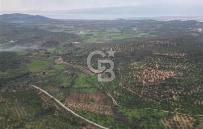Balıkesir  Hisar  SATILIK ZEYTİNLİK