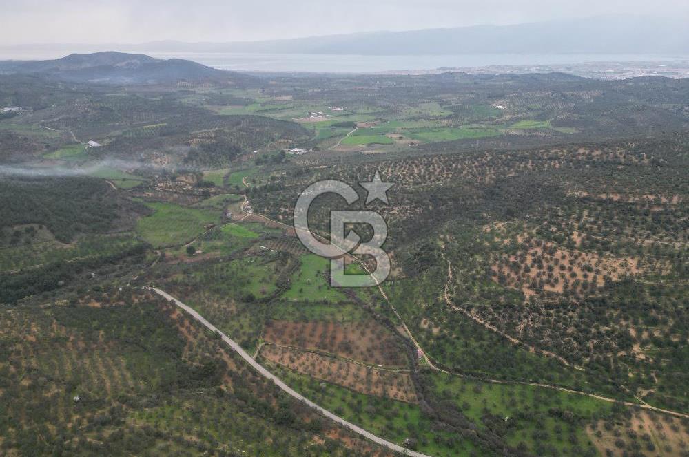 Balıkesir  Hisar  SATILIK ZEYTİNLİK