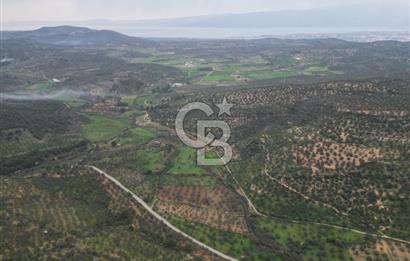 Balıkesir  Hisar  SATILIK ZEYTİNLİK