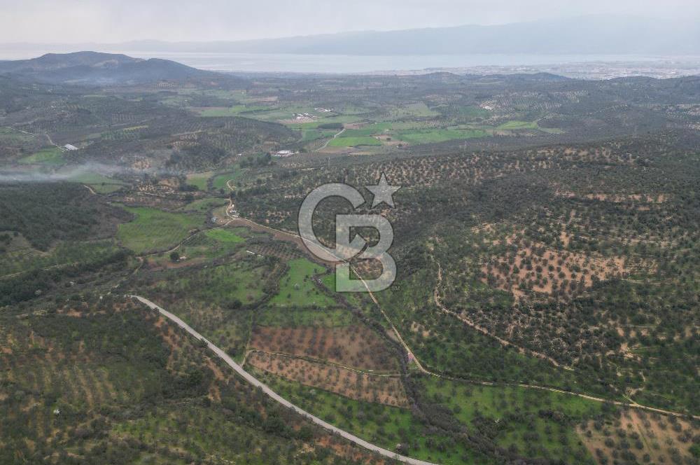 Balıkesir  Hisar  SATILIK ZEYTİNLİK