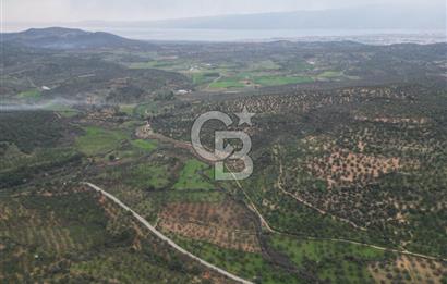 Balıkesir  Hisar  SATILIK ZEYTİNLİK