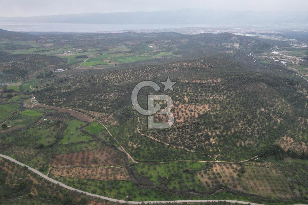 Balıkesir  Hisar  SATILIK ZEYTİNLİK