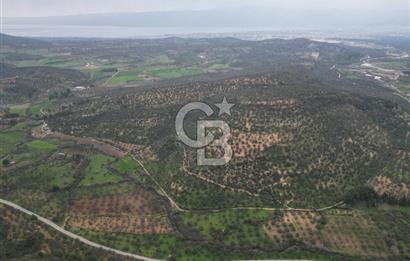 Balıkesir  Hisar  SATILIK ZEYTİNLİK