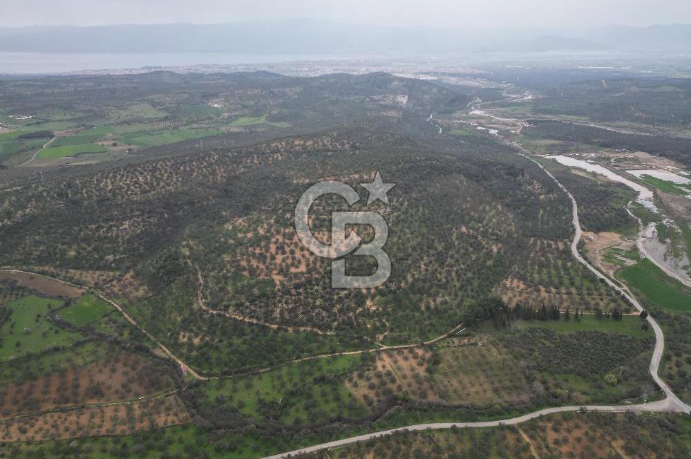 Balıkesir  Hisar  SATILIK ZEYTİNLİK