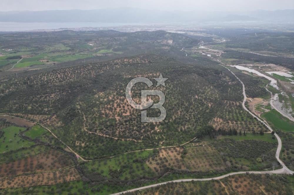 Balıkesir  Hisar  SATILIK ZEYTİNLİK