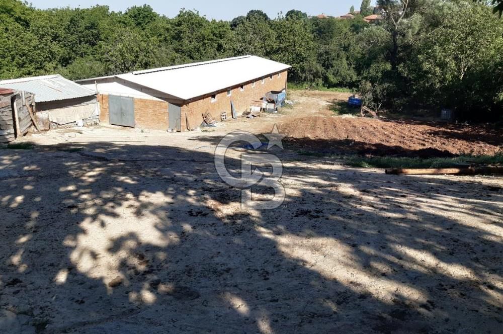 ORHANGAZİ FINDIKLI'DA SATILIK RUHSATLI BÜYÜKBAŞ HAYVAN ÇİFTLİĞİ