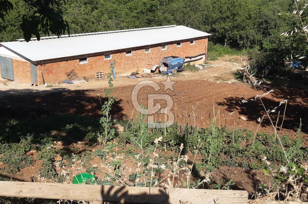 ORHANGAZİ FINDIKLI'DA SATILIK RUHSATLI BÜYÜKBAŞ HAYVAN ÇİFTLİĞİ