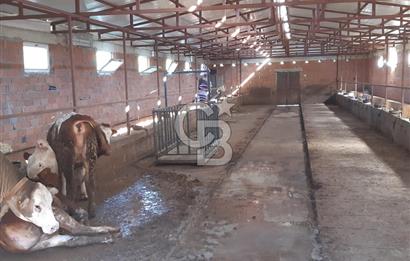 ORHANGAZİ FINDIKLI'DA SATILIK RUHSATLI BÜYÜKBAŞ HAYVAN ÇİFTLİĞİ