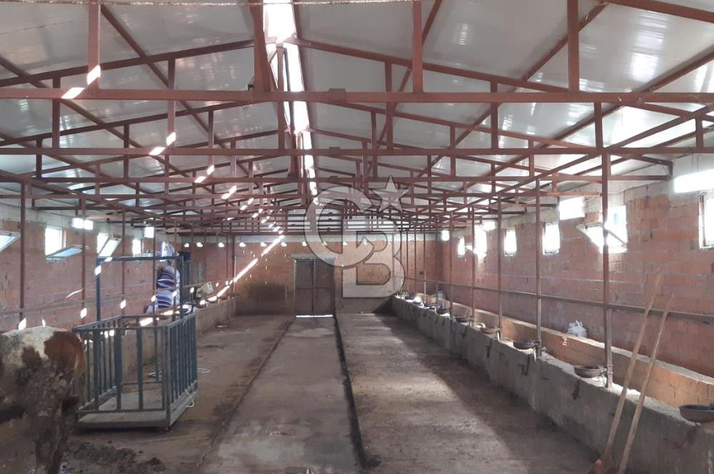 ORHANGAZİ FINDIKLI'DA SATILIK RUHSATLI BÜYÜKBAŞ HAYVAN ÇİFTLİĞİ