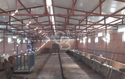 ORHANGAZİ FINDIKLI'DA SATILIK RUHSATLI BÜYÜKBAŞ HAYVAN ÇİFTLİĞİ