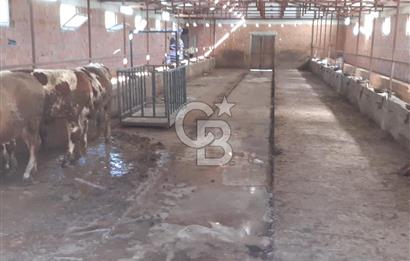ORHANGAZİ FINDIKLI'DA SATILIK RUHSATLI BÜYÜKBAŞ HAYVAN ÇİFTLİĞİ