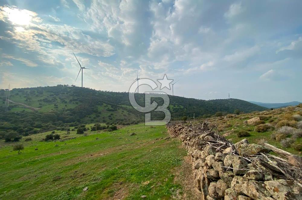 İzmir Bergama Koyuneli Kaçırılmayacak 100 m² Satılık Tarla