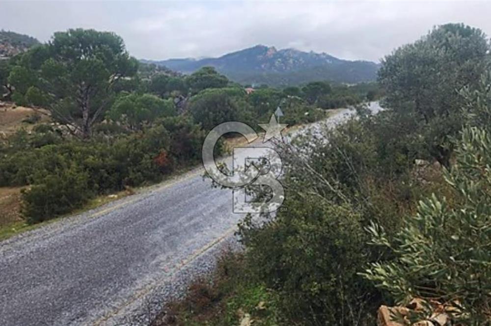 İzmir Bergama Merkeze Yakın 19 Dönüm Bedava Satılık Tarla
