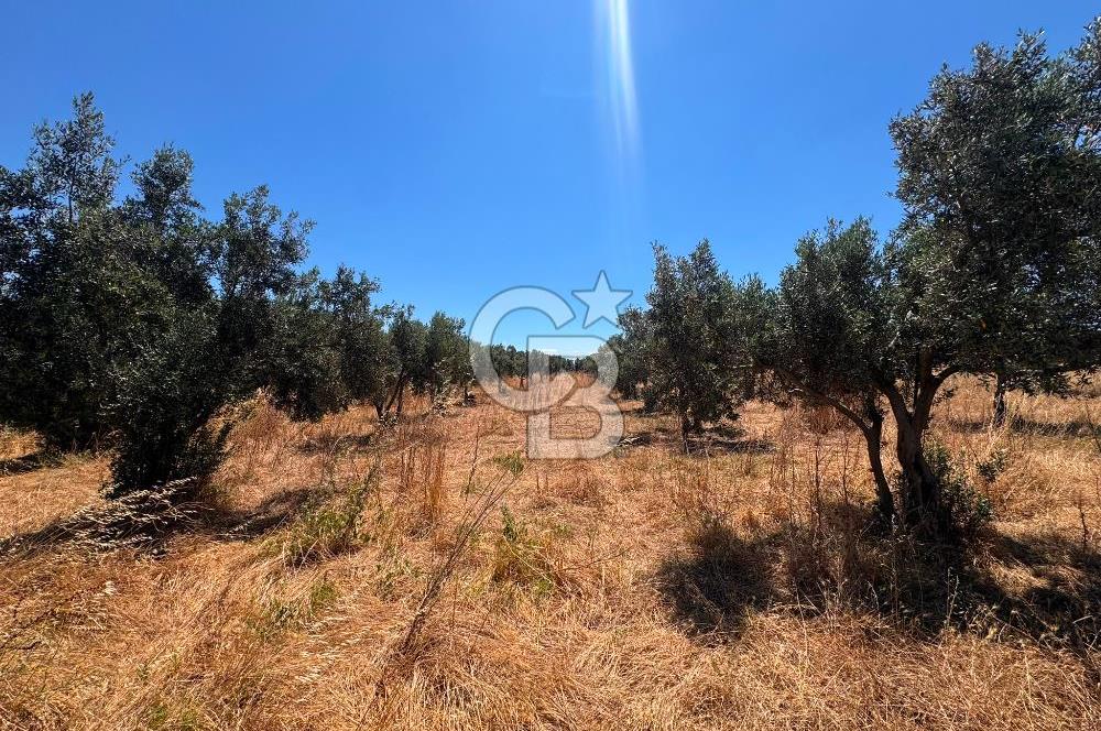 Çanakkale Ezine Kumburun'da Satılık 2.790 m² Zeytinlik | 65 Zeytin Ağacı | Denize 300 m | Geyikli & Bozcaada'ya 10 Dakika