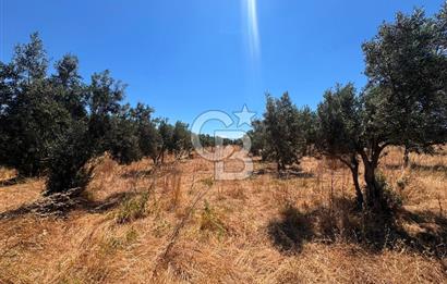 Çanakkale Ezine Kumburun'da Satılık 2.790 m² Zeytinlik | 65 Zeytin Ağacı | Denize 300 m | Geyikli & Bozcaada'ya 10 Dakika