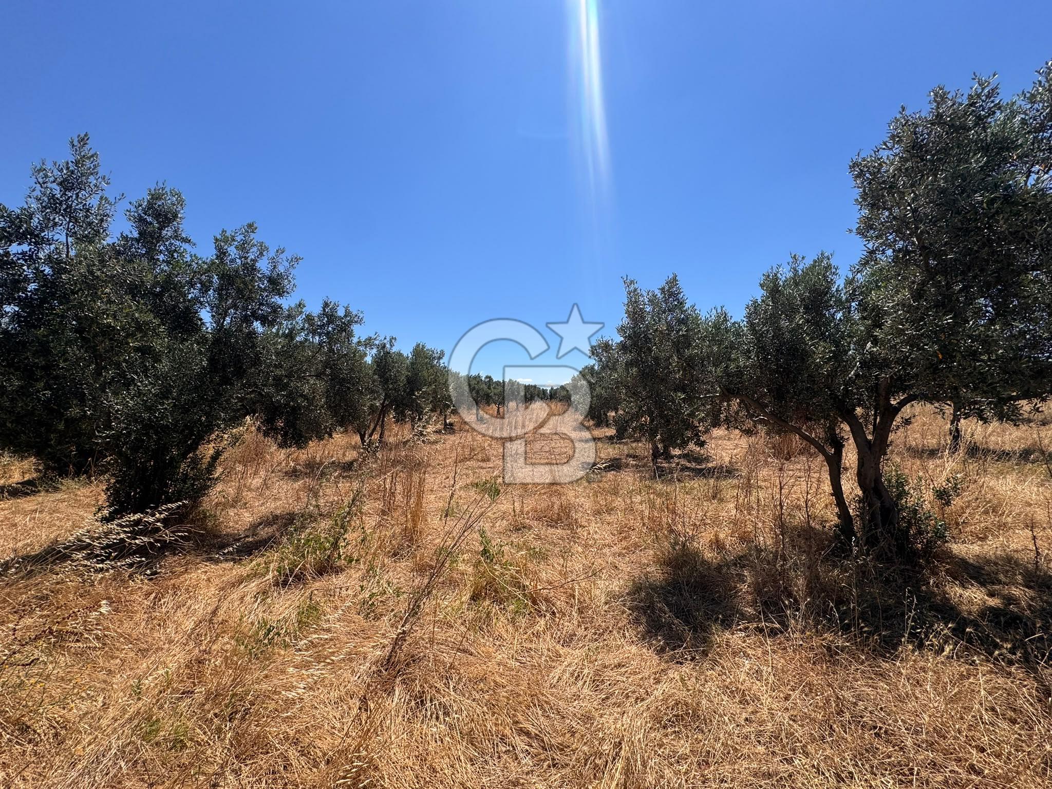 Çanakkale Ezine Kumburun'da Satılık 2.790 m² Zeytinlik | 65 Zeytin Ağacı | Denize 300 m | Geyikli & Bozcaada'ya 10 Dakika