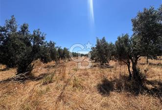 Çanakkale Ezine Kumburun'da Satılık 2.790 m² Zeytinlik | 65 Zeytin Ağacı | Denize 300 m | Geyikli & Bozcaada'ya 10 Dakika - 2 - 360321