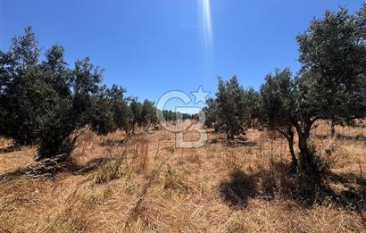 Çanakkale Ezine Kumburun'da Satılık 2.790 m² Zeytinlik | 65 Zeytin Ağacı | Denize 300 m | Geyikli & Bozcaada'ya 10 Dakika