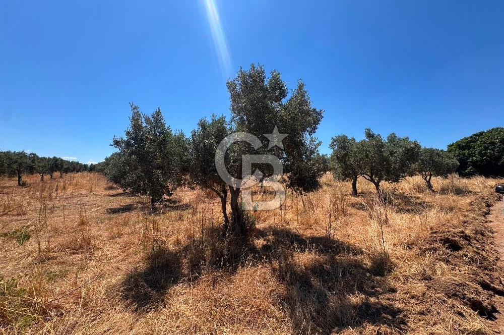 Çanakkale Ezine Kumburun'da Satılık 2.790 m² Zeytinlik | 65 Zeytin Ağacı | Denize 300 m | Geyikli & Bozcaada'ya 10 Dakika