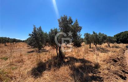 Çanakkale Ezine Kumburun'da Satılık 2.790 m² Zeytinlik | 65 Zeytin Ağacı | Denize 300 m | Geyikli & Bozcaada'ya 10 Dakika