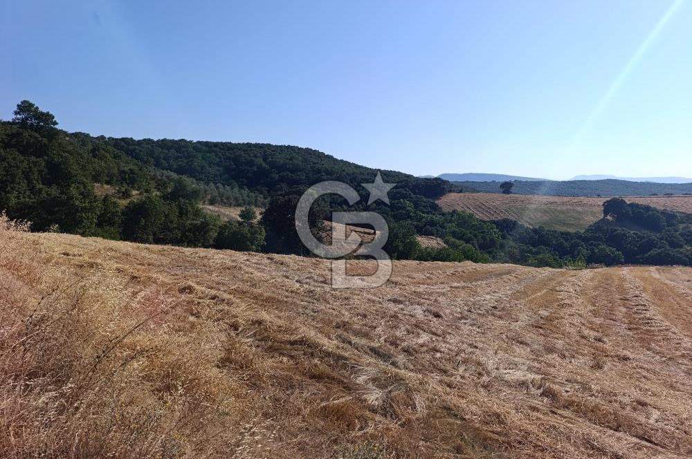 BİGA SAZOBA KÖYÜ SATILIK 12 DÖNÜM TARIM ARAZİSİ
