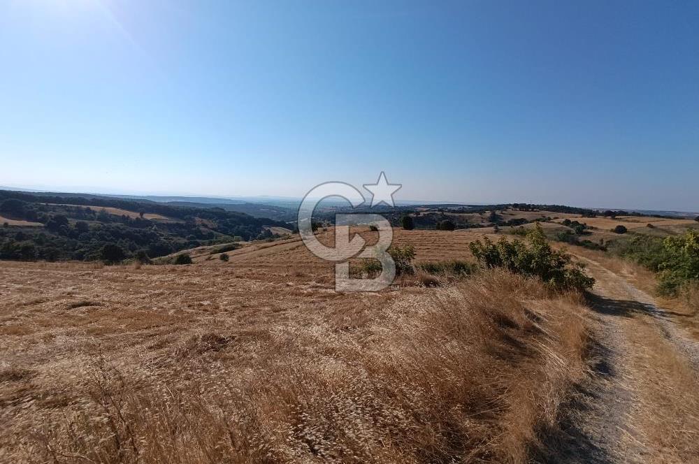BİGA SAZOBA KÖYÜ SATILIK 12 DÖNÜM TARIM ARAZİSİ