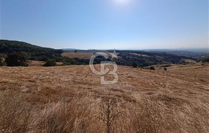 BİGA SAZOBA KÖYÜ SATILIK 12 DÖNÜM TARIM ARAZİSİ