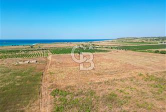 ÇANAKKALE BOZCAADA OVA MEVKİİNDE DENİZE YAKIN SATILIK FIRSAT BAĞ - 3 - 360425